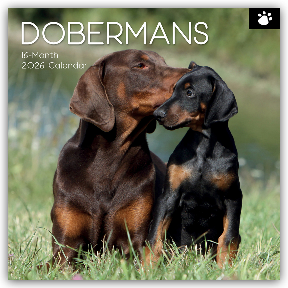 Dobermans - Dobermann 2026 - 16-Monatskalender main product photo