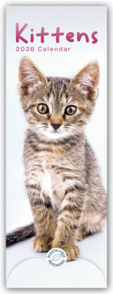 Kittens - Kätzchen - Katzenjunge 2026 - Slimline-Kalender
