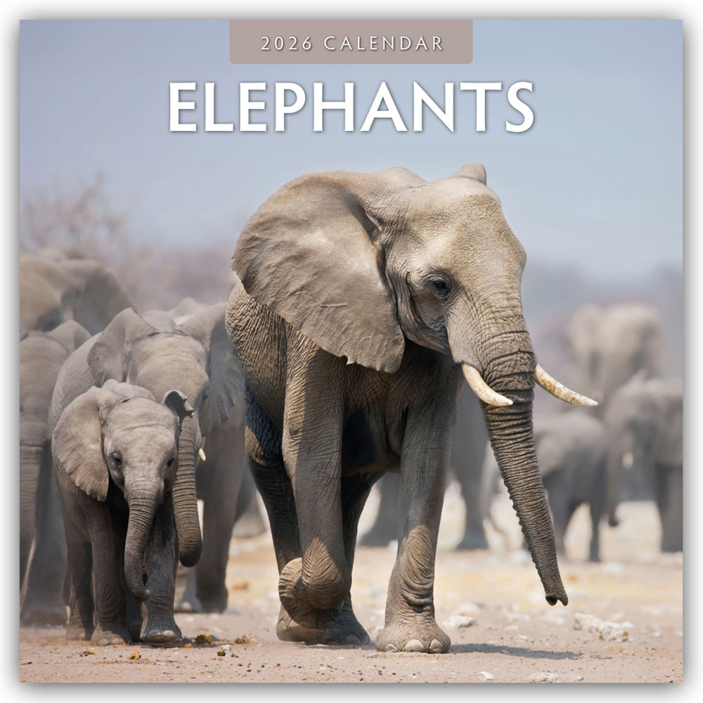 Elephants - Elefanten 2026 - 16-Monatskalender main product photo