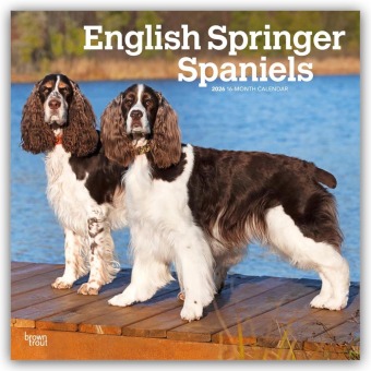 English Springer Spaniels 2026 - 16-Monatskalender