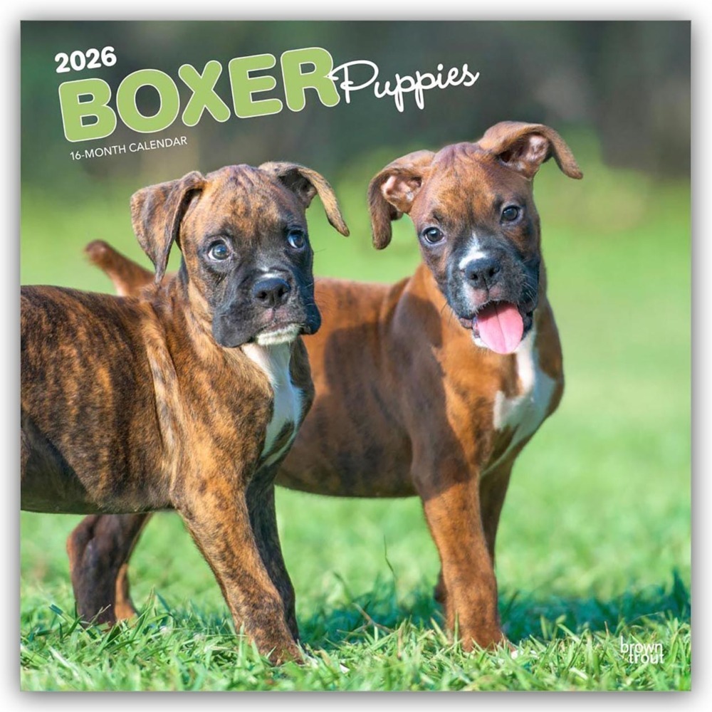 Boxer Puppies - Boxer Welpen 2026 - 16-Monatskalender main product photo