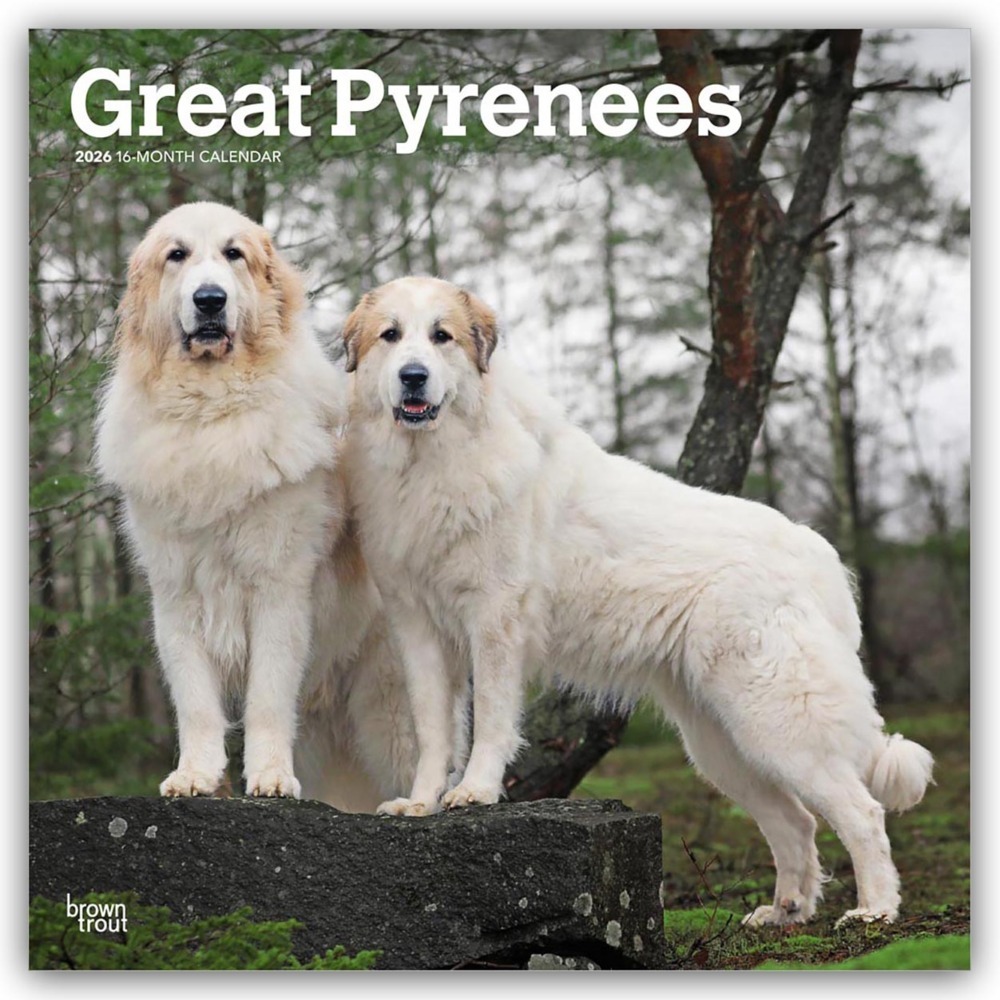 Great Pyrenees - Pyrenäenberghund 2026 - 16-Monatskalender main product photo