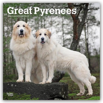 Great Pyrenees - Pyrenäenberghund 2026 - 16-Monatskalender