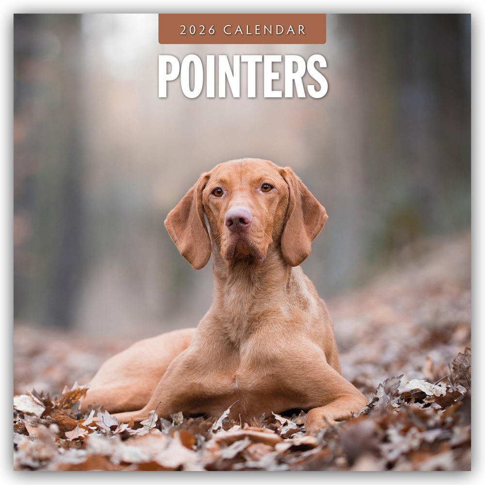 Pointers - Vorstehhund - Pointer 2026 - 16-Monatskalender main product photo