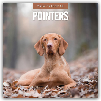 Pointers - Vorstehhund - Pointer 2026 - 16-Monatskalender