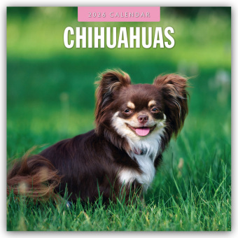 Chihuahuas - Chihuahua 2026 - 16-Monatskalender