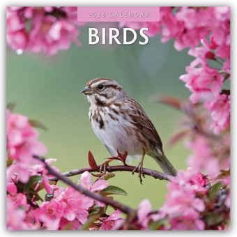 Birds - Vögel 2025 - 16-Monatskalender