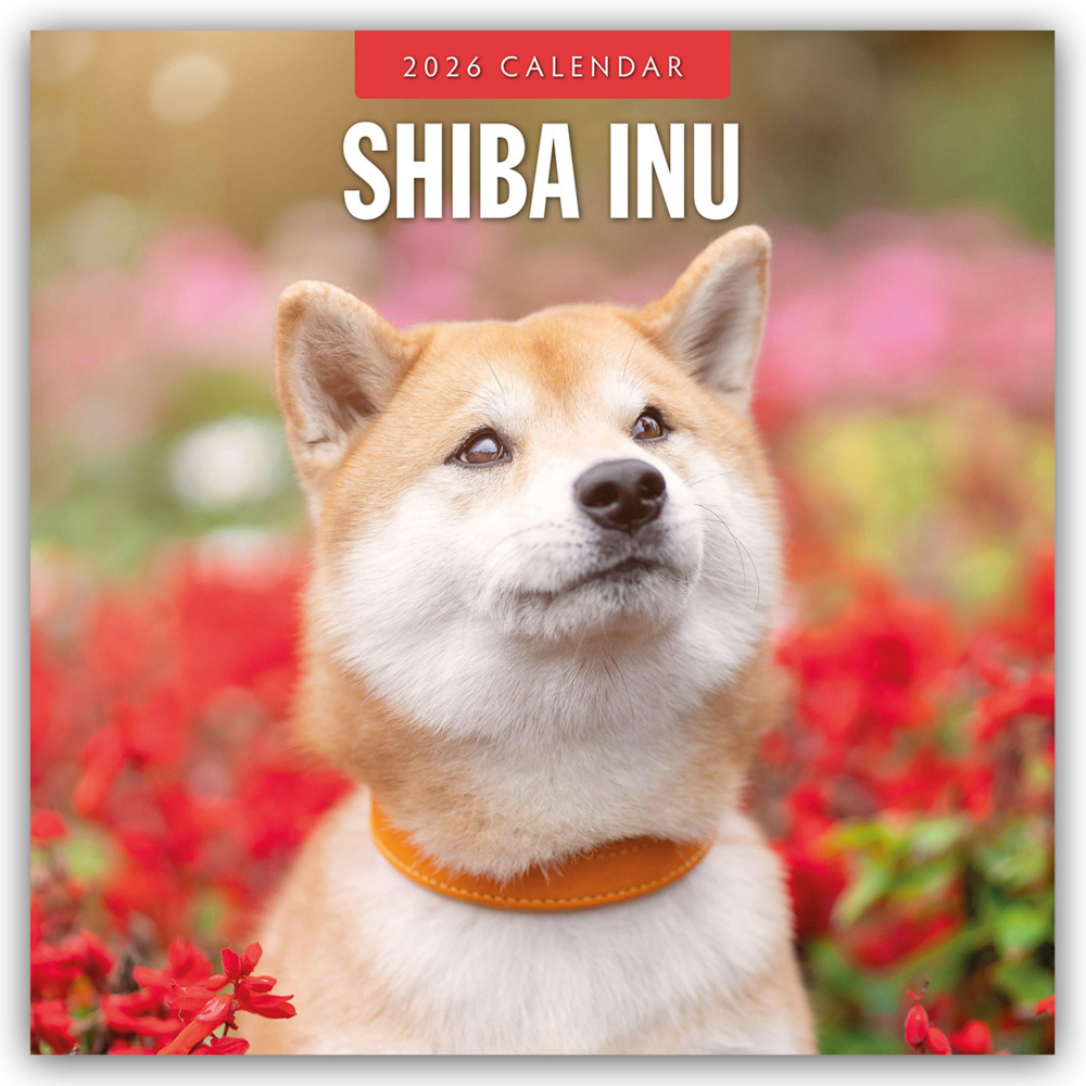 Shiba Inu 2026 - 16-Monatskalender main product photo