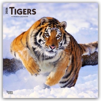 Tigers - Tiger 2026 - 16-Monatskalender
