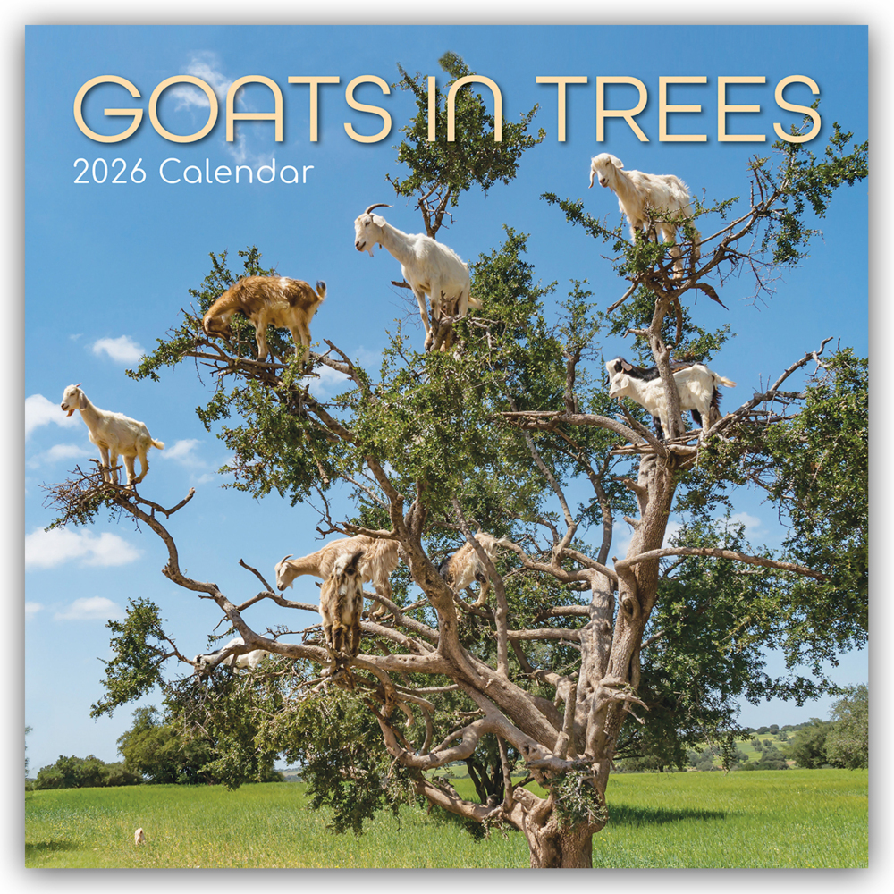Goats in Trees - Ziegen auf Bäumen 2026 - 16-Monatskalender main product photo