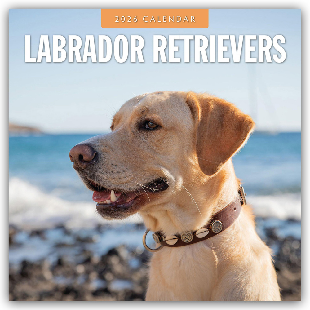 Labrador Retrievers - Labrador Retriever 2026 - 16-Monatskalender main product photo