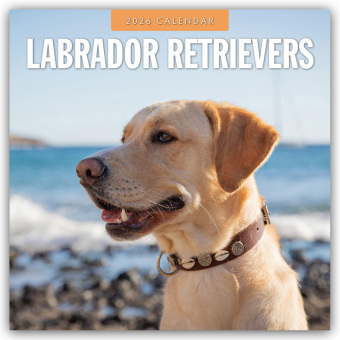 Labrador Retrievers - Labrador Retriever 2026 - 16-Monatskalender