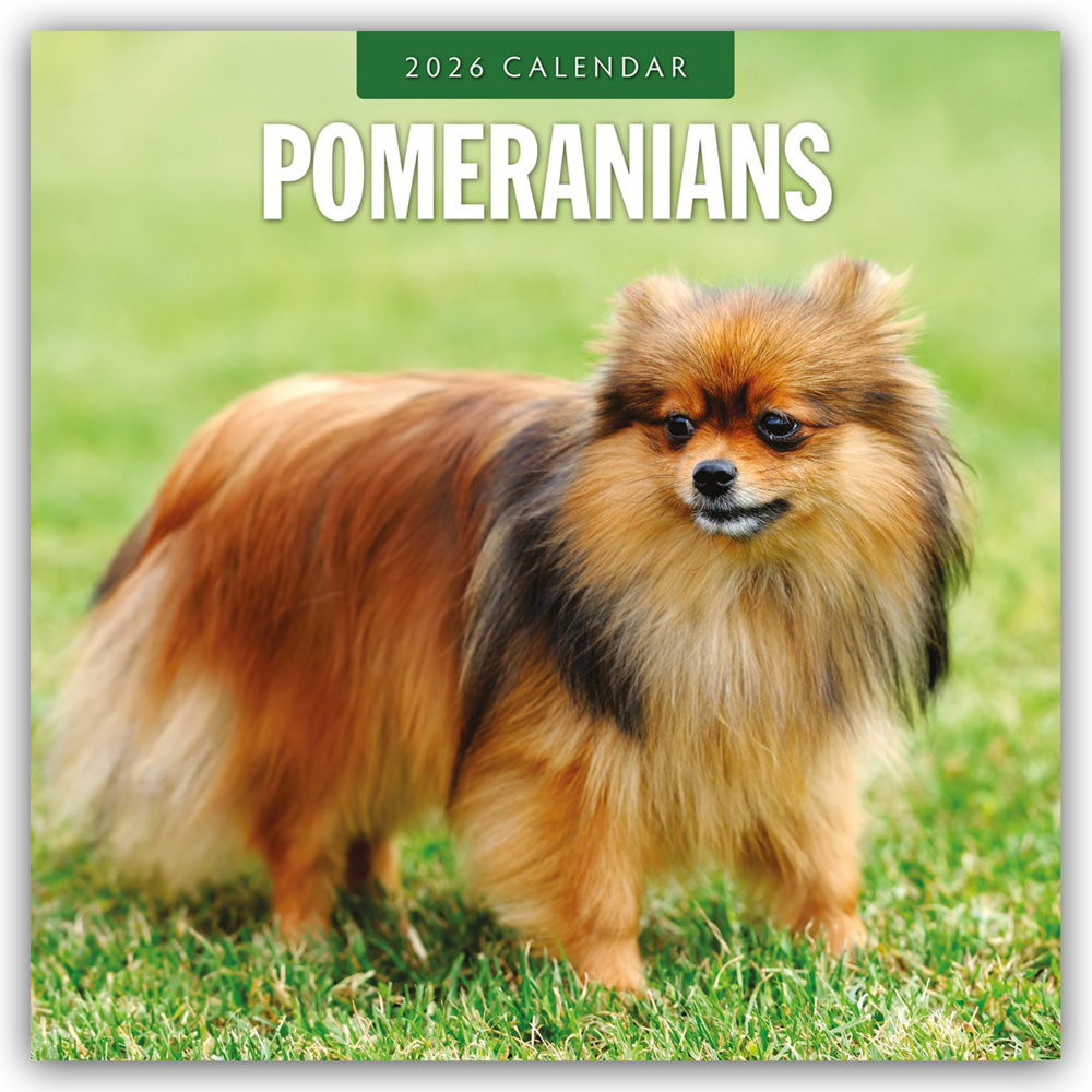 Pomeranians - Zwergspitz - Pomeranian Zwergspitz 2026 - 16-Monatskalender main product photo