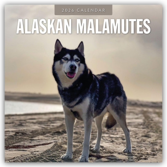 Alaskan Malamutes - Alaskischer Malamute 2026 - 16-Monatskalender