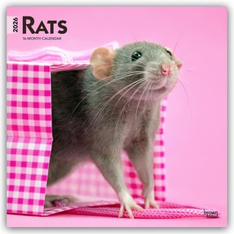 Rats - Ratten 2026 - 16-Monatskalender