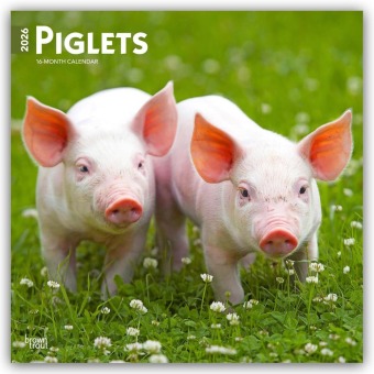 Piglets - Ferkel 2026 - 16-Monatskalender
