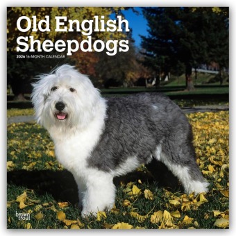 Old English Sheepdog - Bobtail - Altenglischer Schäferhund 2026 - 16-Monatskalender