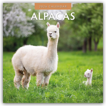 Alpacas - Alpakas 2026 - 16-Monatskalender