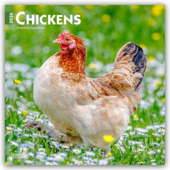 Chickens - Hühner 2026 - 16-Monatskalender