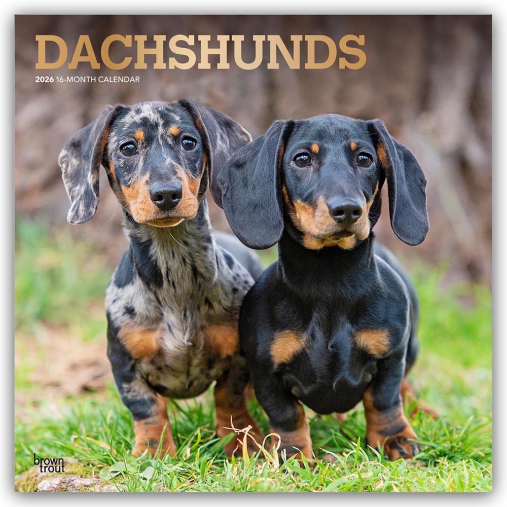 Dachshunds - Dackel 2026 - 16-Monatskalender main product photo