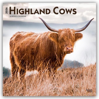 Highland Cows - Hochlandrinder 2026 - 16-Monatskalender