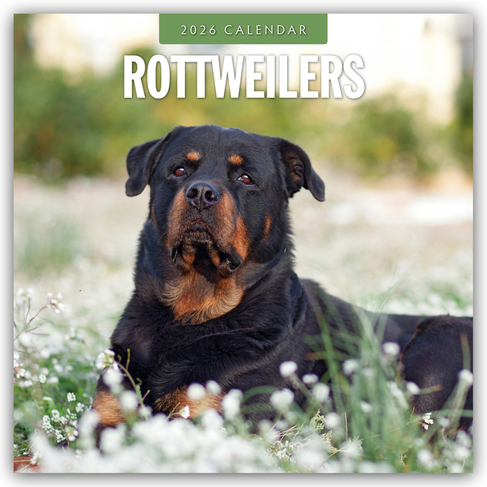 Rottweilers - Rottweiler 2026 - 16-Monatskalender main product photo