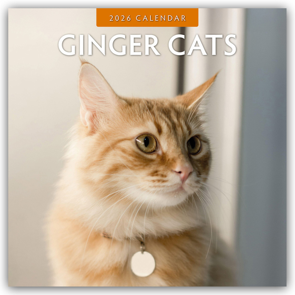 Ginger Cats - Rote Katzen - Gingerkatzen 2026 - 16-Monatskalender main product photo