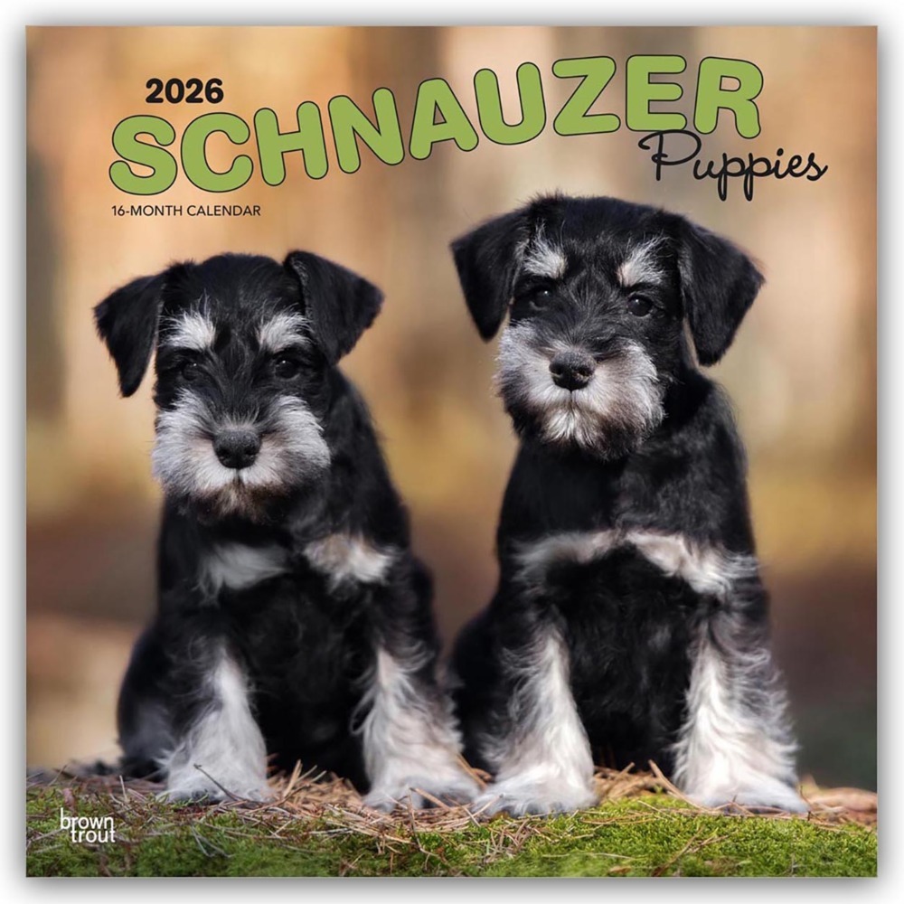 Schnauzer Puppies - Schnauzer Welpen 2026 - 16-Monatskalender main product photo