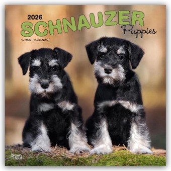 Schnauzer Puppies - Schnauzer Welpen 2026 - 16-Monatskalender