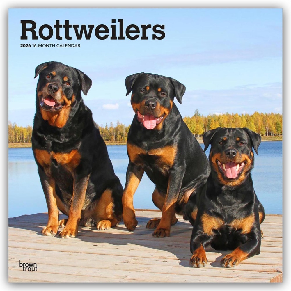Rottweilers - Rottweiler 2026 - 16-Monatskalender main product photo