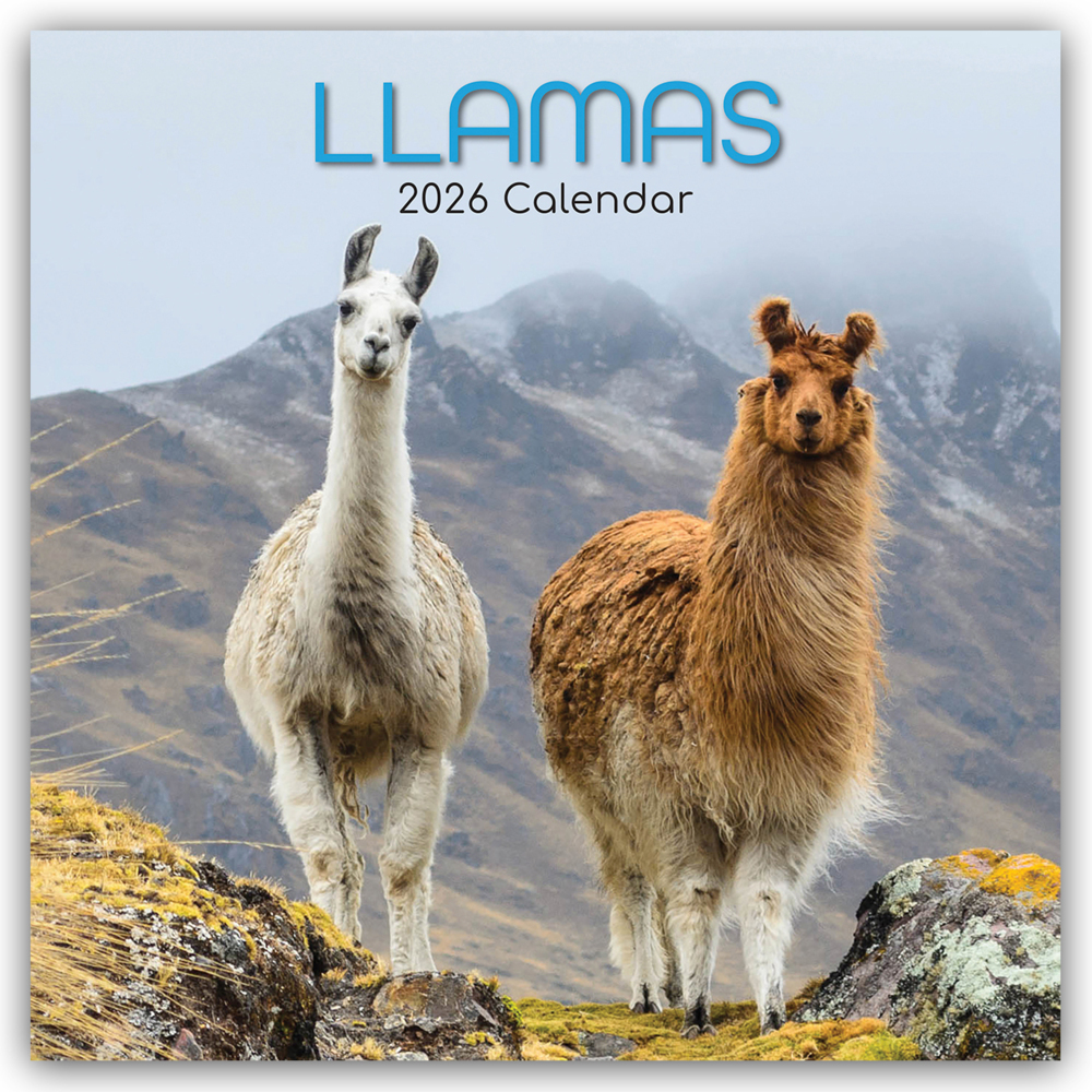 Llamas - Lamas 2026 - 16-Monatskalender main product photo