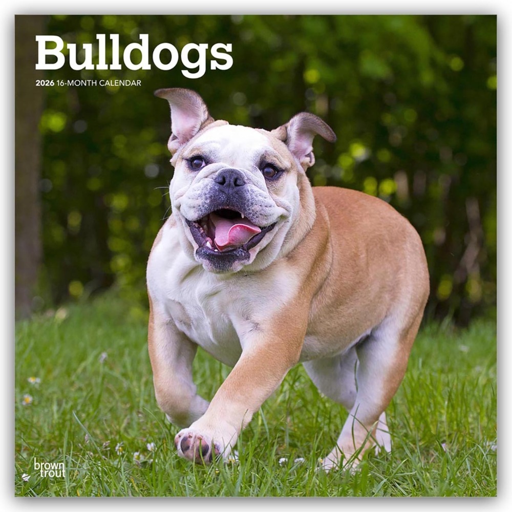 Bulldogs - Bulldogge 2026 - 16-Monatskalender main product photo