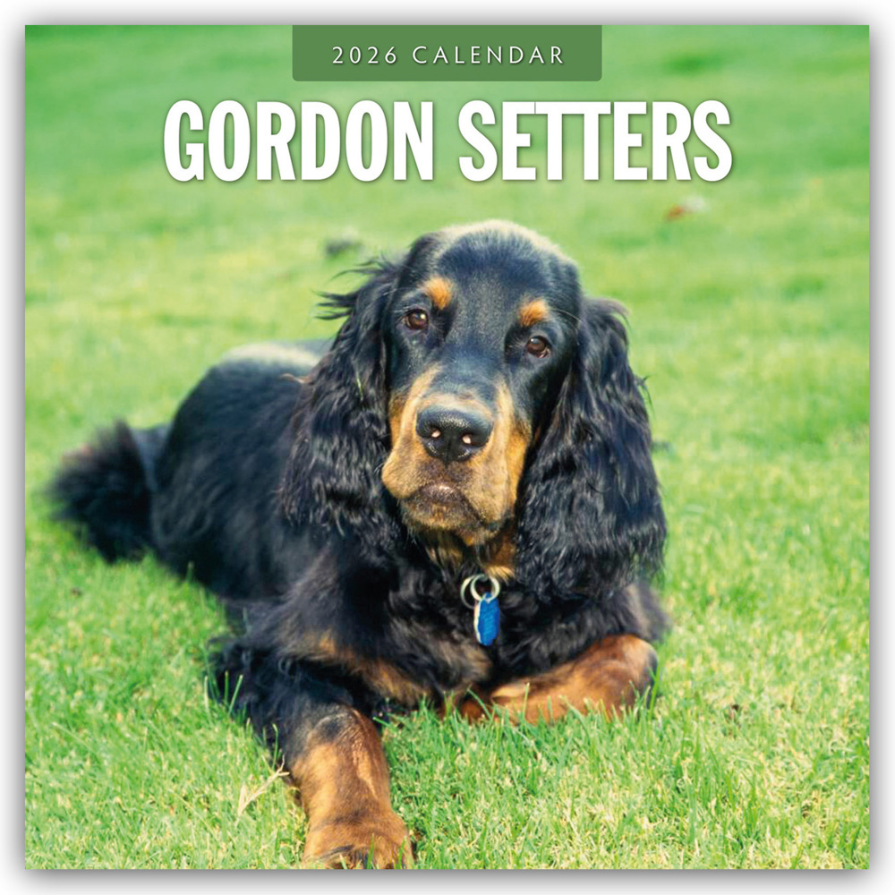 Gordon Setters - Gordon Setter 2026 - 16-Monatskalender main product photo