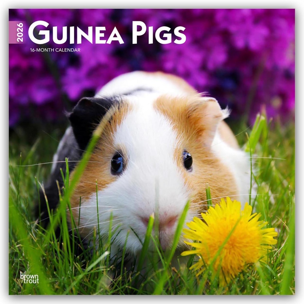 Guinea Pigs - Meerschweinschen 2026 - 16-Monatskalender main product photo