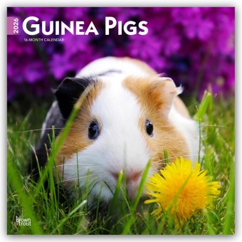 Guinea Pigs - Meerschweinschen 2026 - 16-Monatskalender