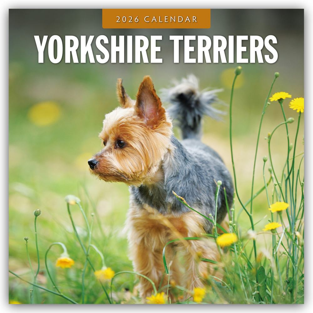 Yorkshire Terriers - Yorkshire Terrier 2026 - 16-Monatskalender main product photo