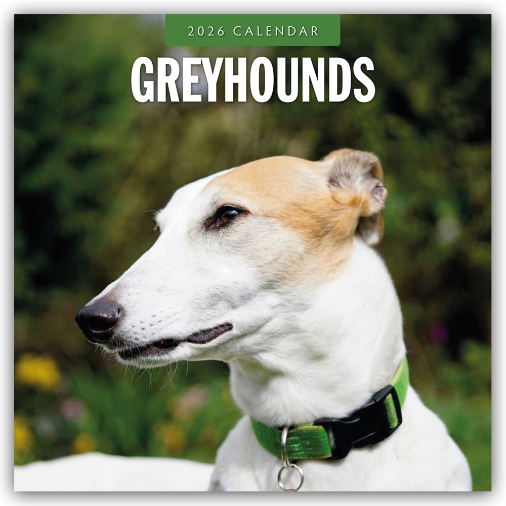 Greyhound - Windhund 2026 - 16-Monatskalender main product photo