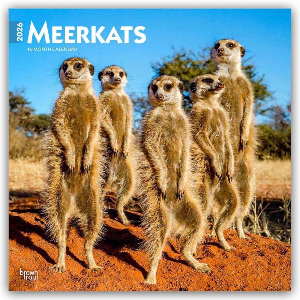 Meerkats - Erdmännchen 2026 - 16-Monatskalender main product photo