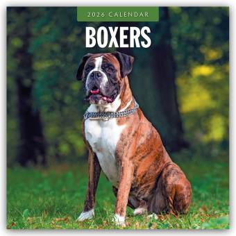 Boxers - Deutscher Boxer 2026 - 16-Monatskalender