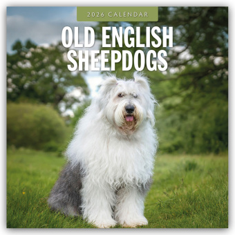 Old English Sheepdogs - Bobtail 2026 - 16-Monatskalender