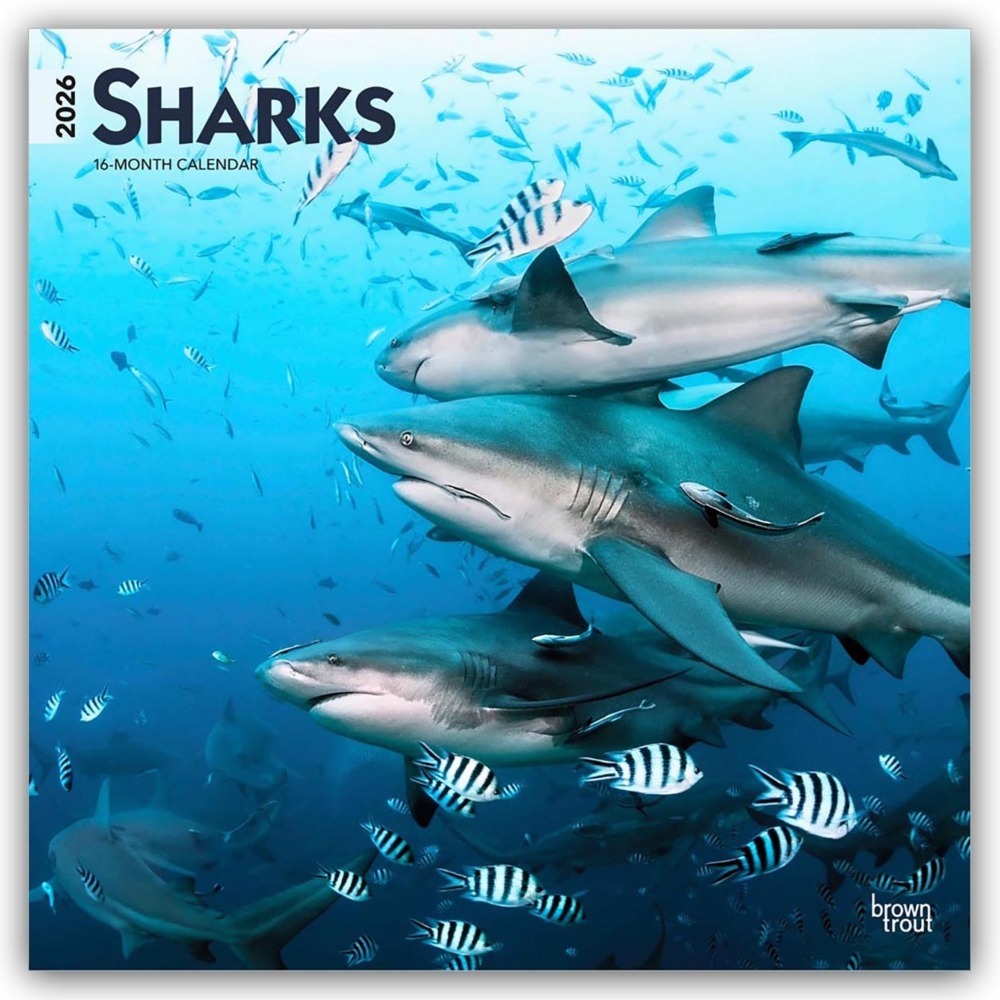 Sharks - Haie 2026 - 16-Monatskalender main product photo