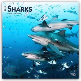 Sharks - Haie 2026 - 16-Monatskalender