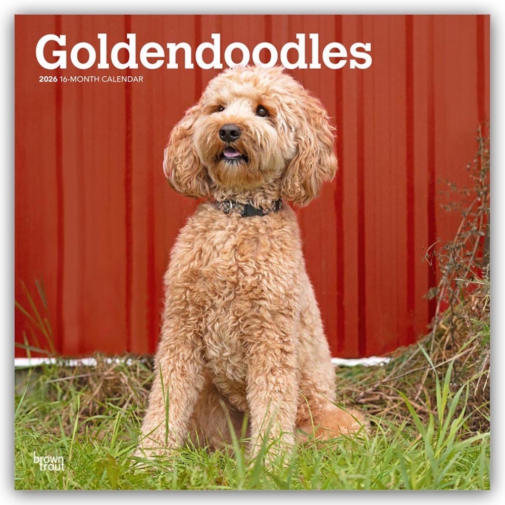 Goldendoodles - Goldendoodle 2026 - 16-Monatskalender main product photo