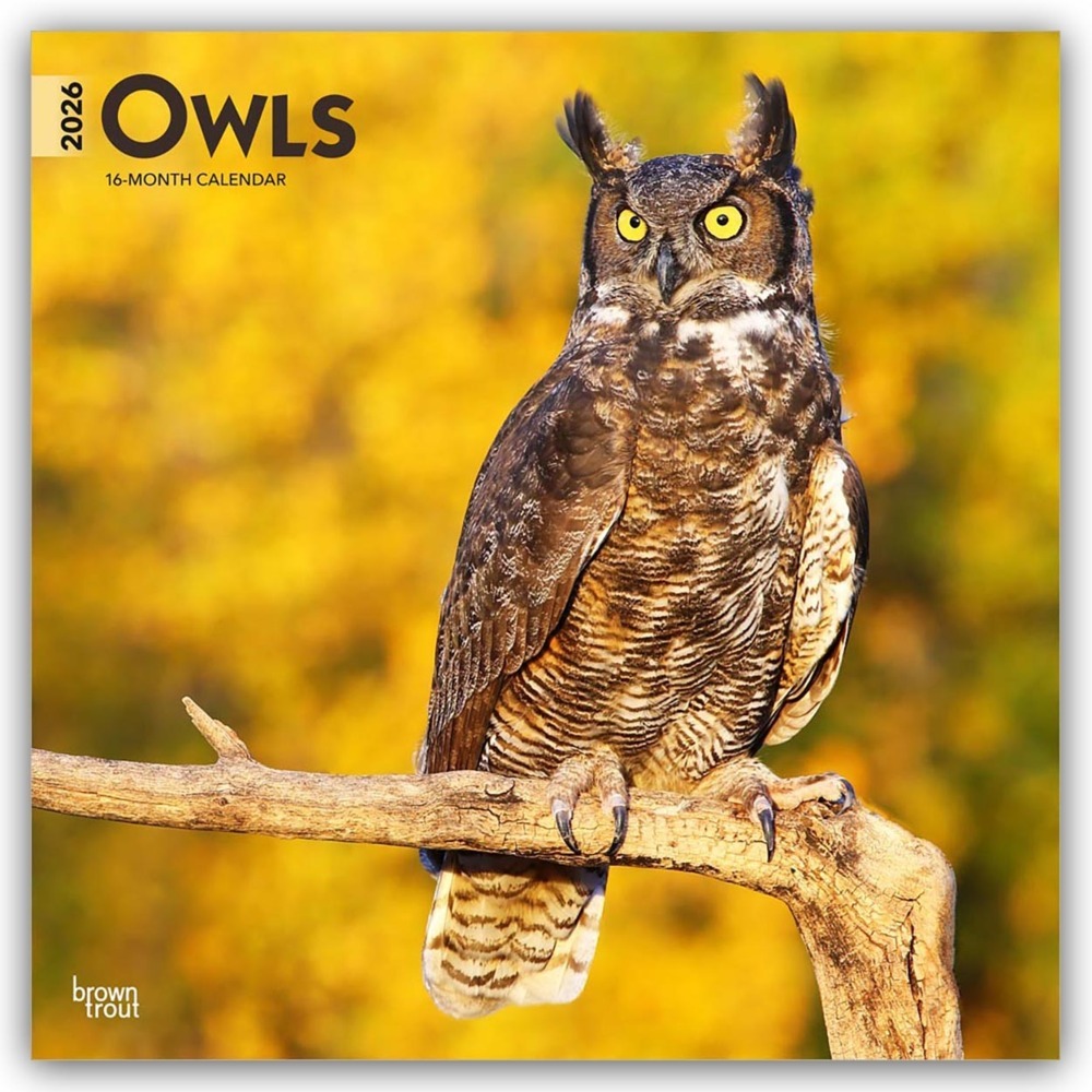 Owls - Eulen 2026 - 16-Monatskalender main product photo