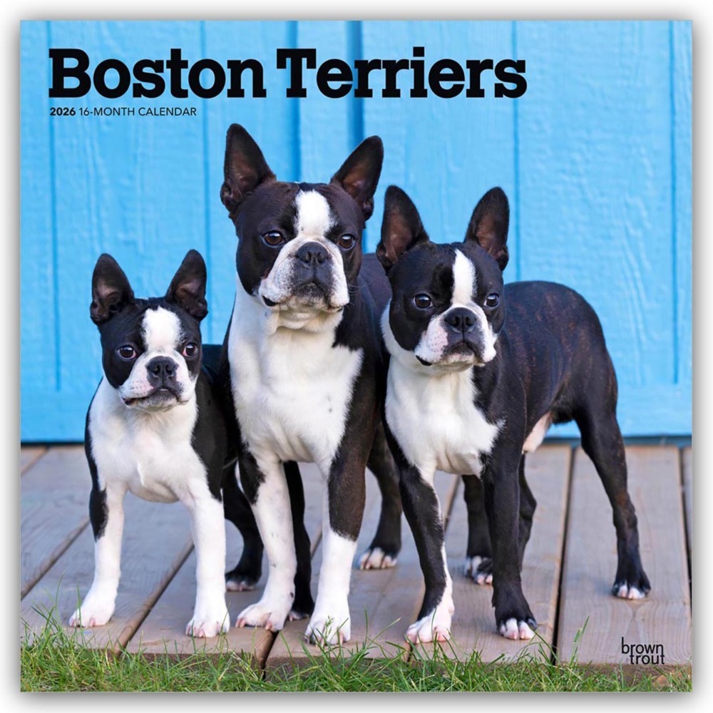 Boston Terriers 2026 - 16-Monatskalender main product photo