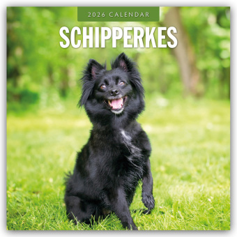 Schipperkes - Schipperke - Kleiner Schäferhund 2026 - 16-Monatskalender