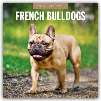 French Bulldogs - Französische Bulldoggen 2026 - 16-Monatskalender