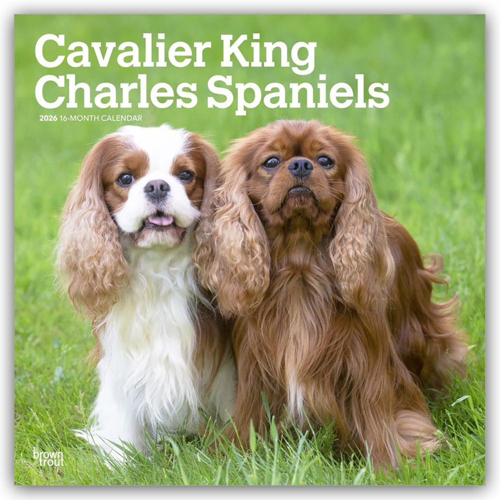 Cavalier King Charles Spaniels 2026 - 16-Monatskalender main product photo