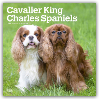 Cavalier King Charles Spaniels 2026 - 16-Monatskalender