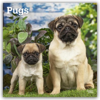 Pugs - Mops 2026 - 16-Monatskalender